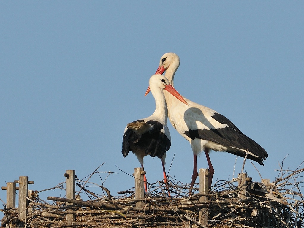 Weißstorchpaar in der Nisthilfe