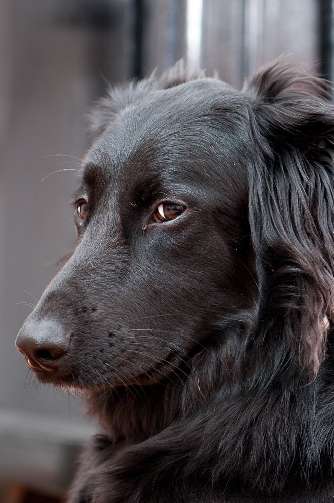 weiblicher Hundeblick