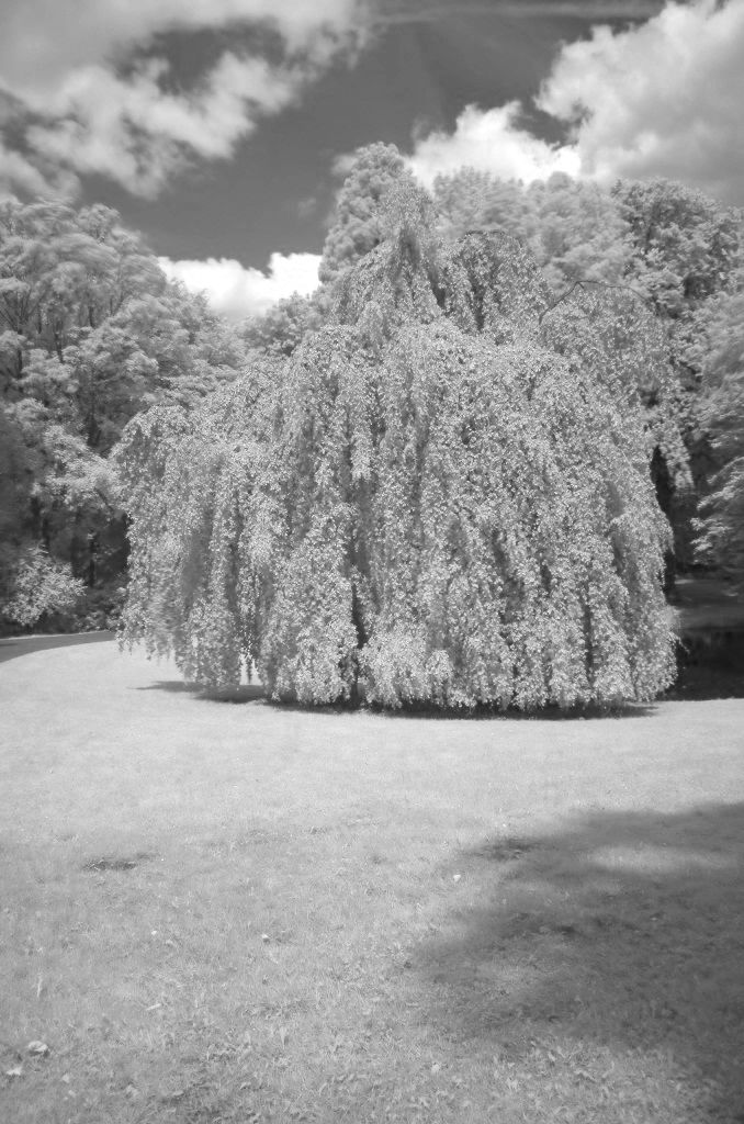 Weide 2012 06 23 180 sw