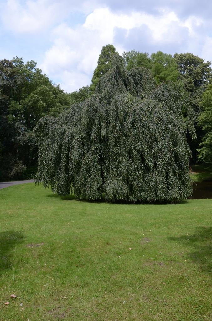 Weide 2012 06 23 192