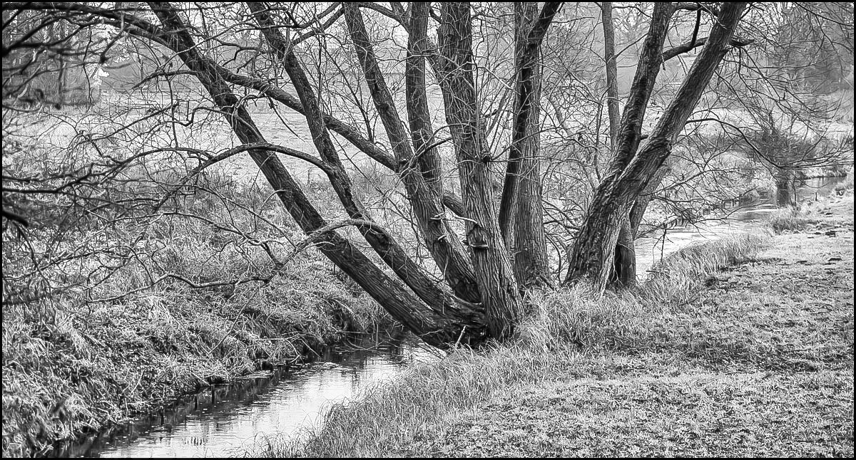 Weide an der Aue (1 von 1).JPG