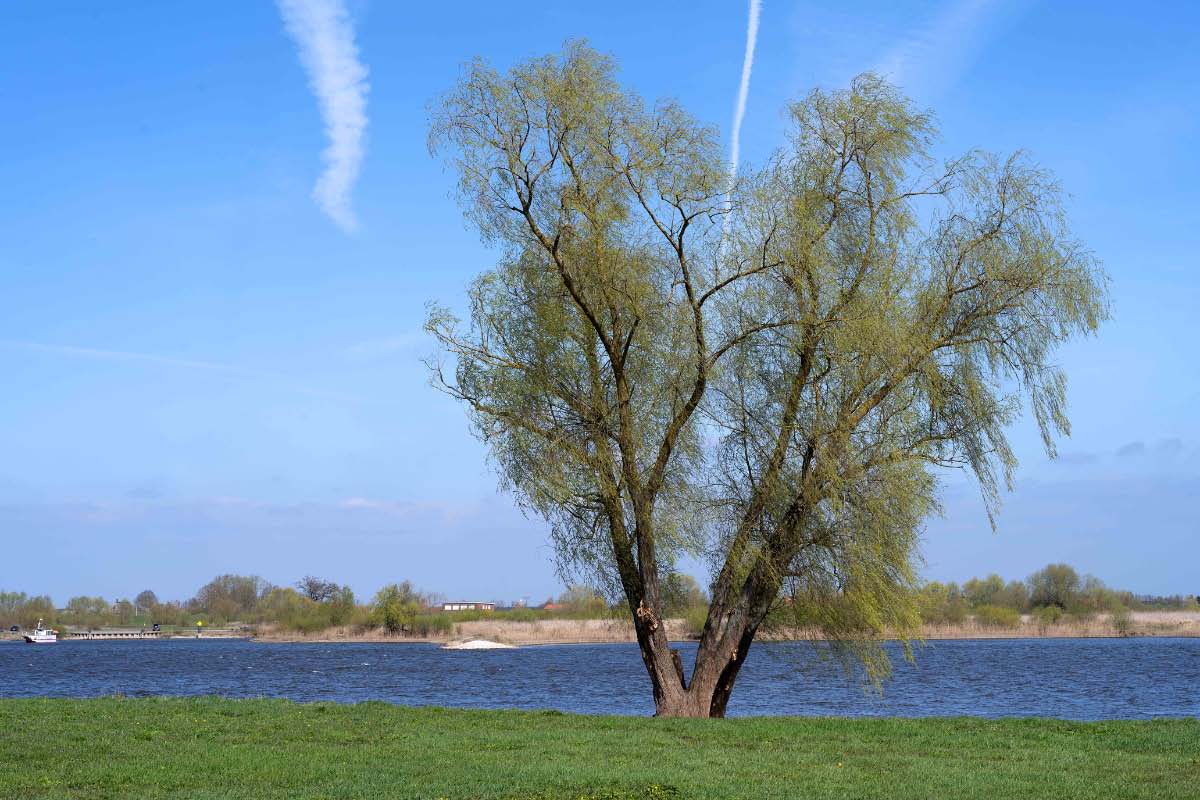 Weide an der Elbe.jpg