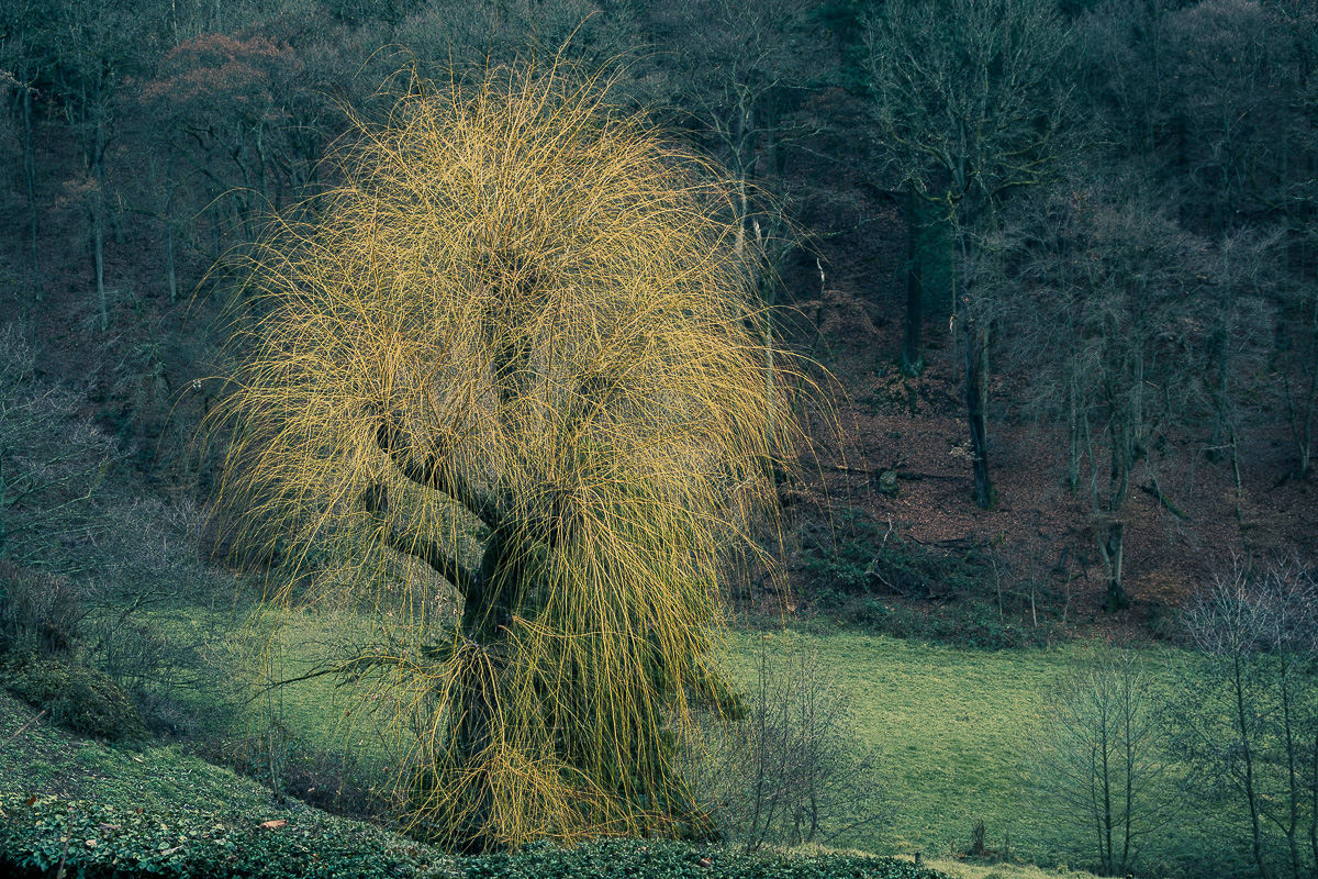 Weide an der Walluf