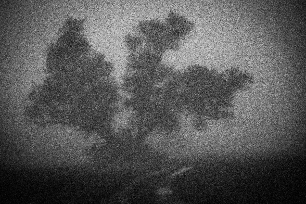Weide im Nebel