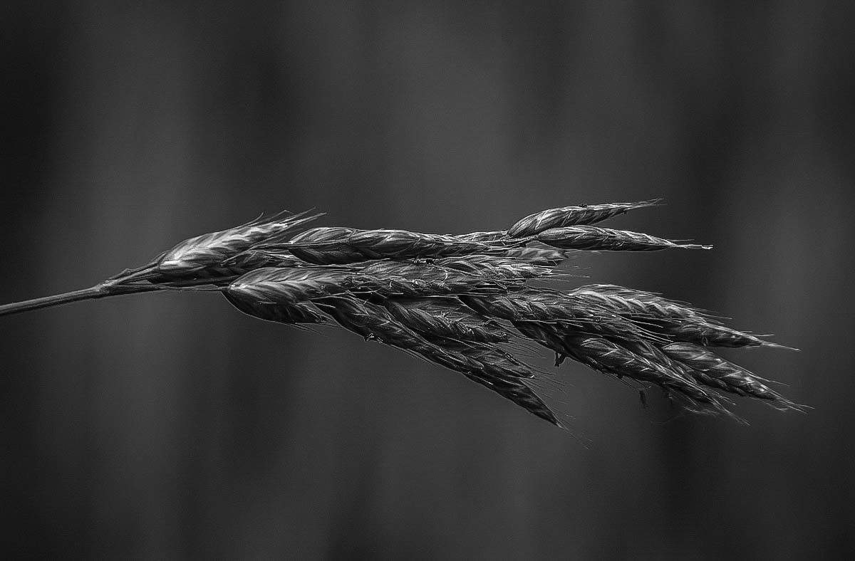 Weidelgras BW (1 von 1).JPG