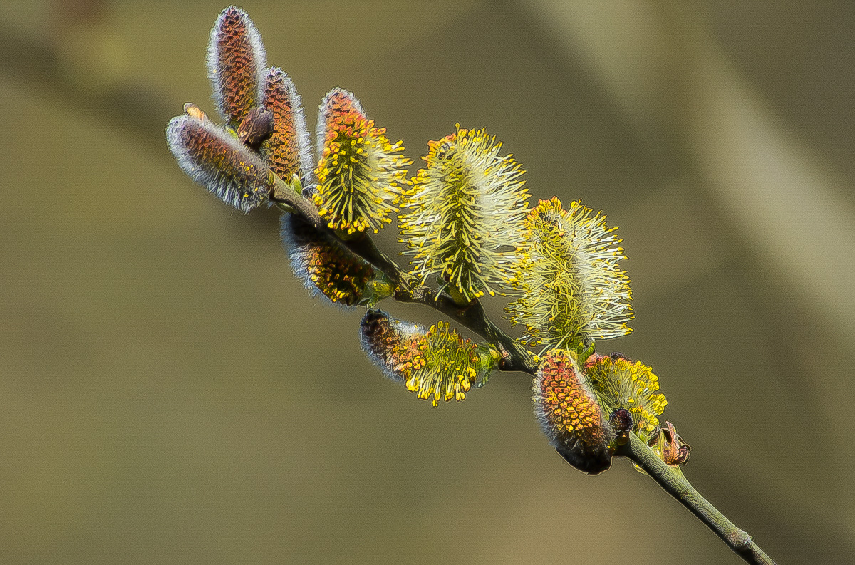 Weidenblüte.jpg