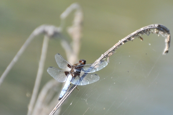 Weiher 06