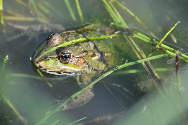 Weiher 10