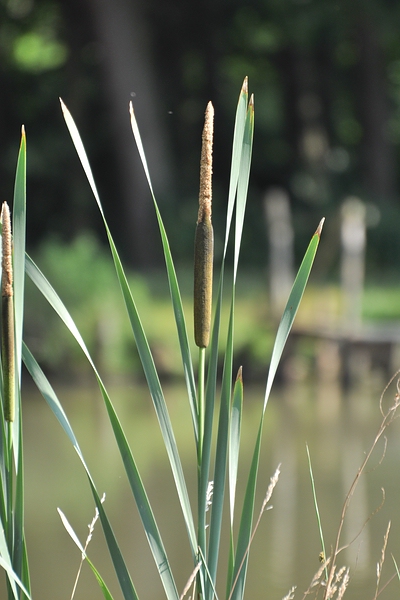 Weiher 13