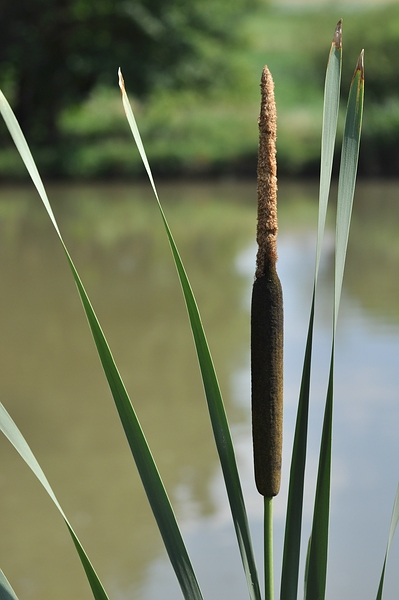 Weiher 14