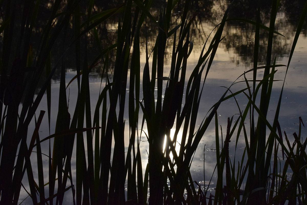 Weiher 7