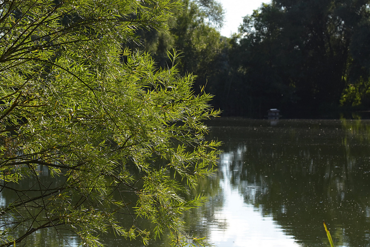 Weiher 8