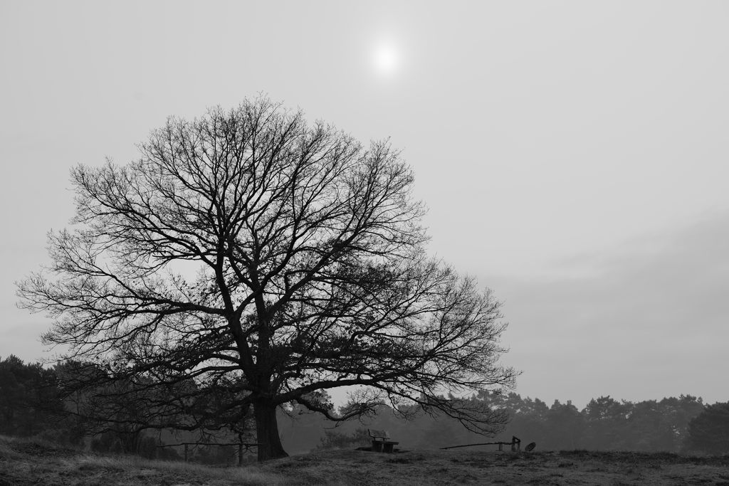 Weihnachten in der Westruper Heide bei Haltern