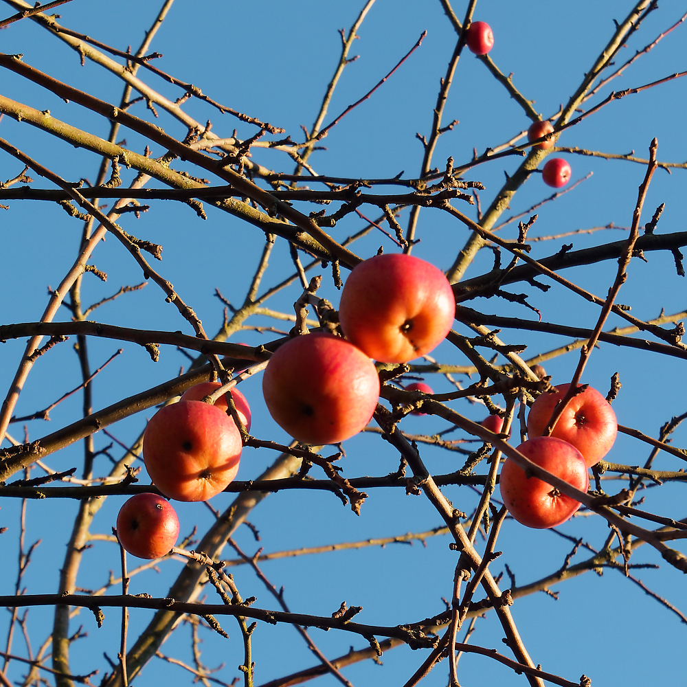 Weihnachtsapfel 2.jpg