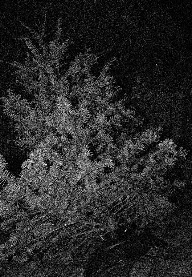 Weihnachtsbaum 2008
