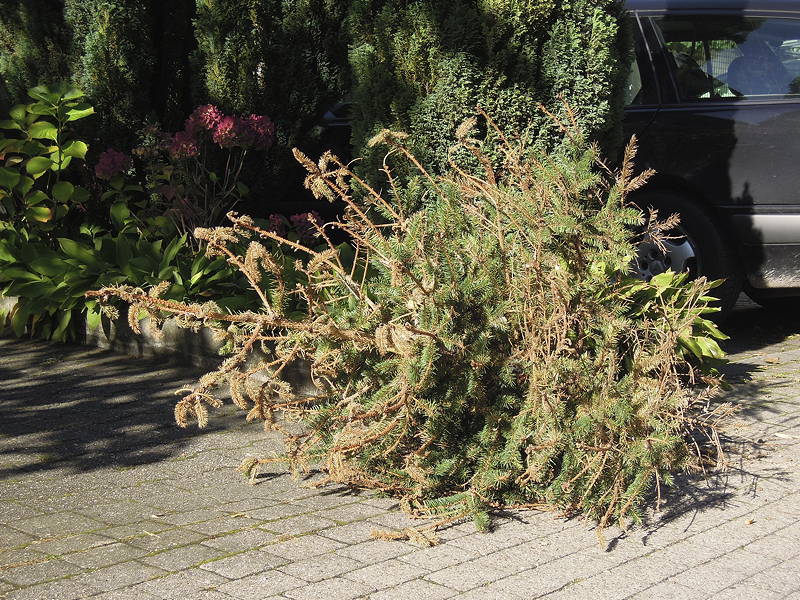 Weihnachtsbaum