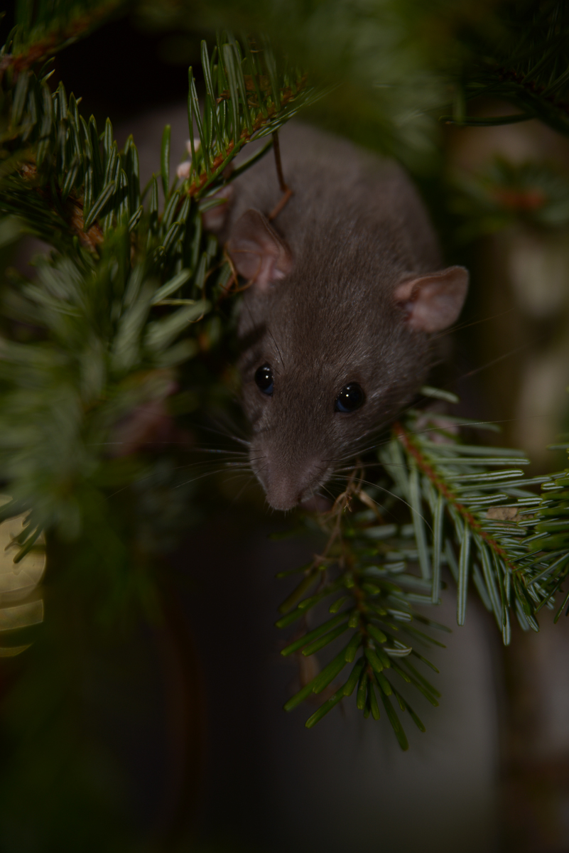 Weihnachtsratte