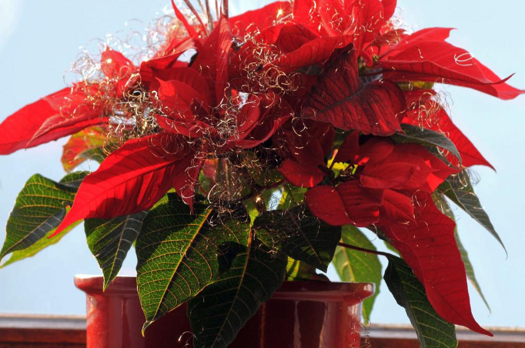 Weihnachtsstern
D300 + 300/4 ED