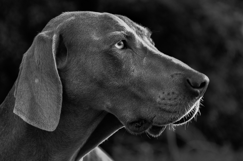 weimaraner