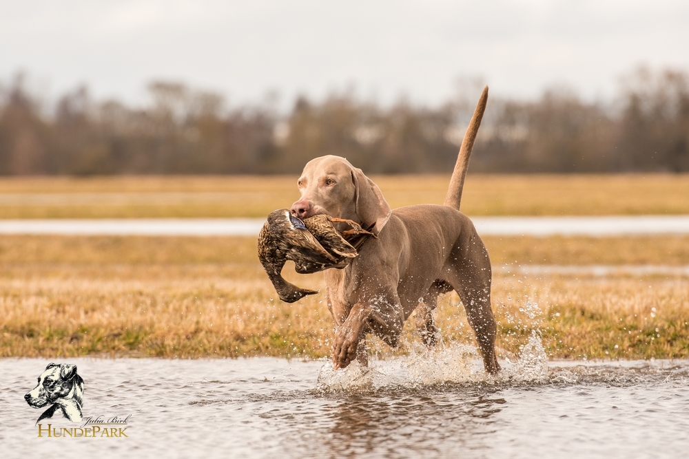 Weimaraner