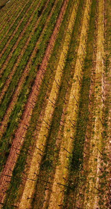 Wein 2