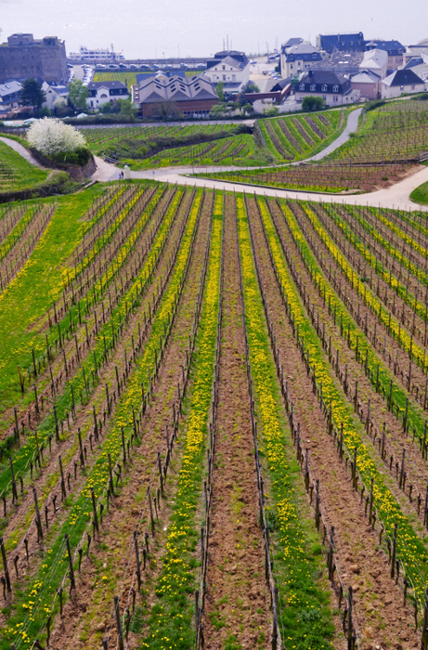 Wein 3