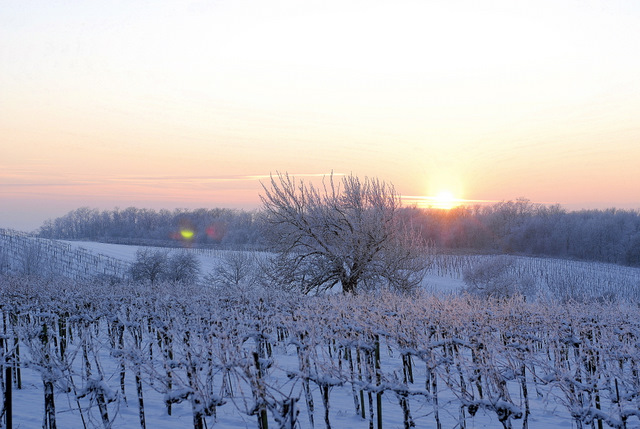 Weinberg mit Geisterlicht
