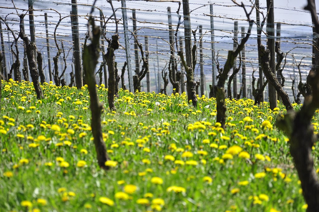 Weinberge am Wunnenstein
