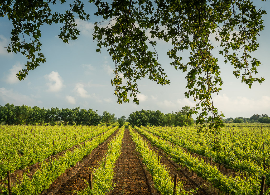 Weinberge Canal du Midi