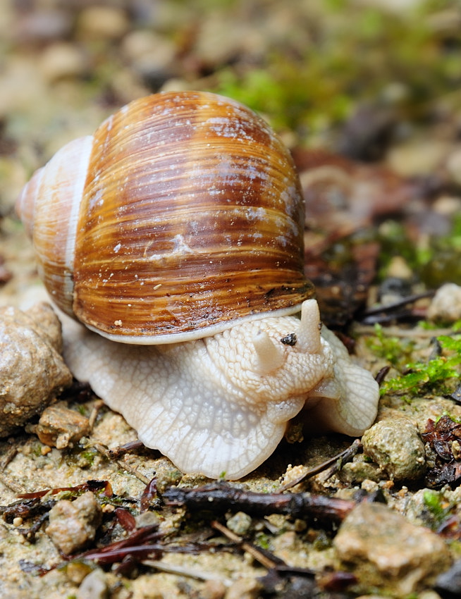 Weinbergschnecke 2
