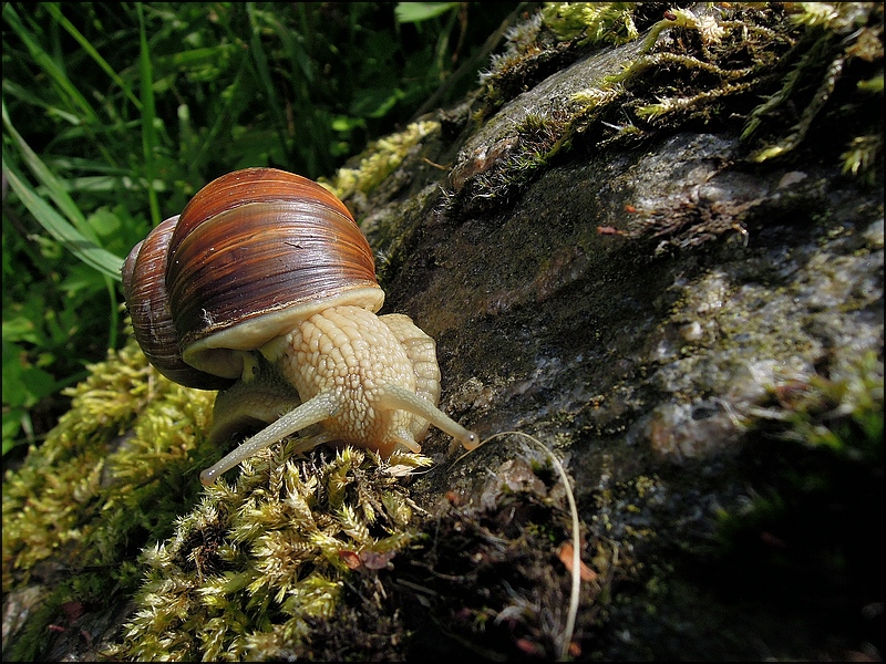 Weinbergschnecke (P300)