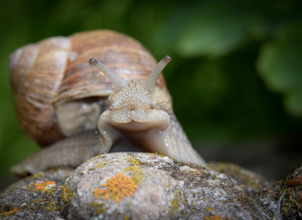 Weinbergschnecke