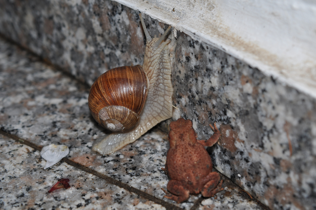 Weinbergschnecke