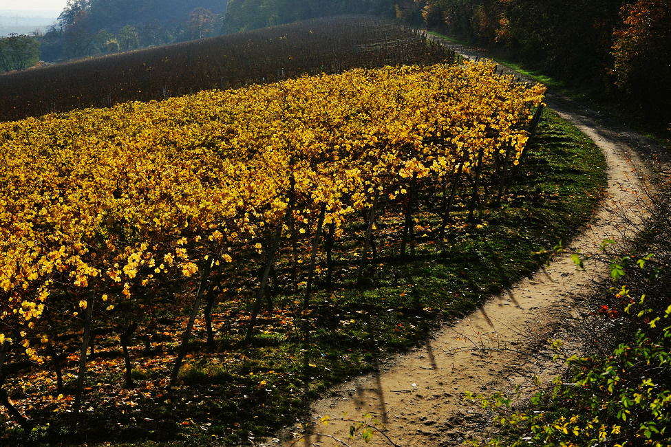 Weinbergsweg