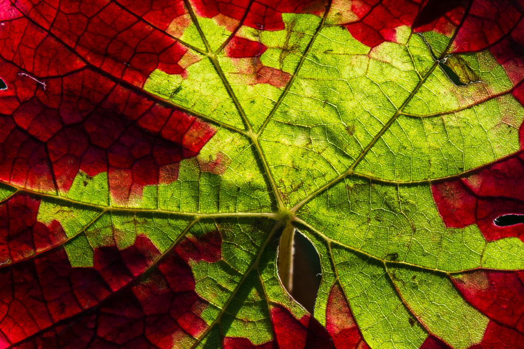 weinlaub
