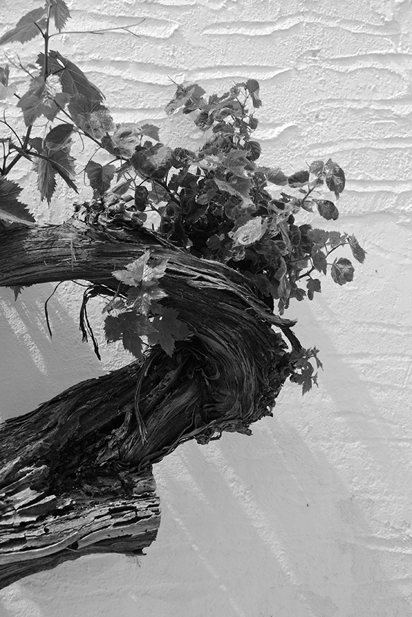 Weinstock in Parikia, sw