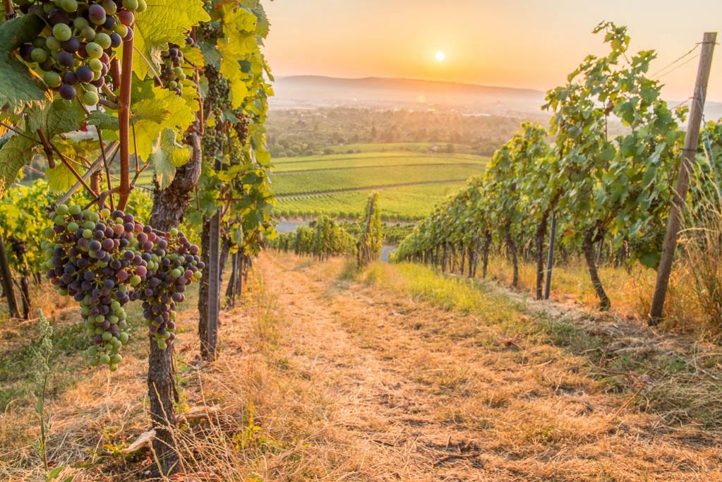 Weintrauben im Weinberg mit Sonnenaufgang.