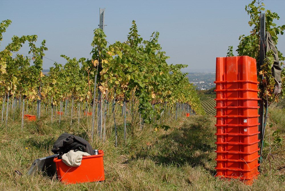 Weinwandertag 02