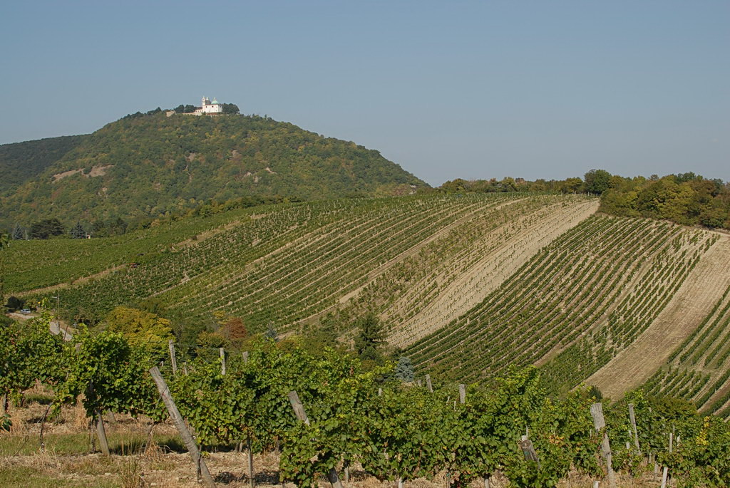 Weinwandertag 03