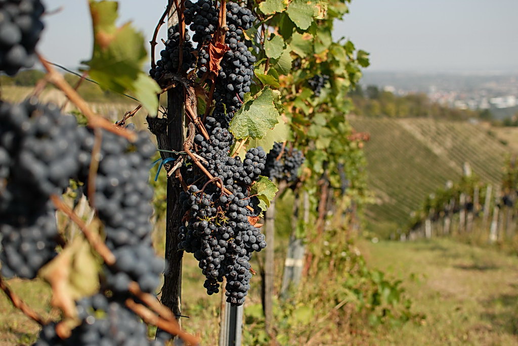 Weinwandertag 05