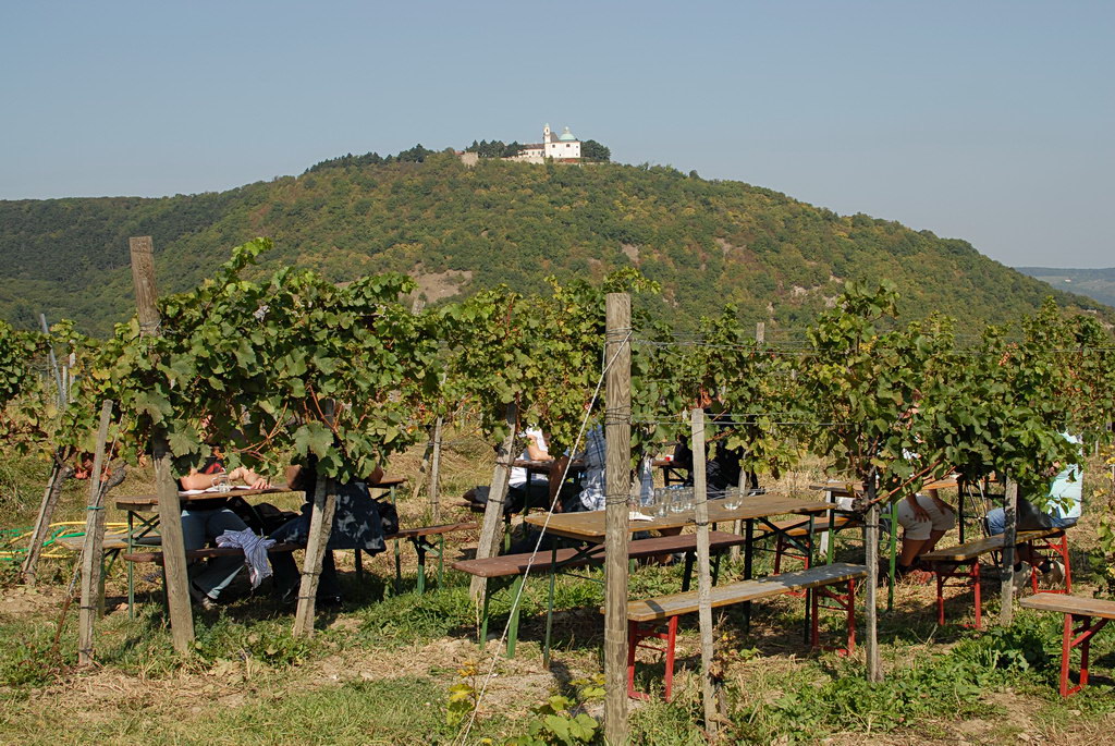Weinwandertag 10