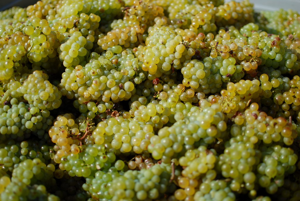 Weinwandertag 11