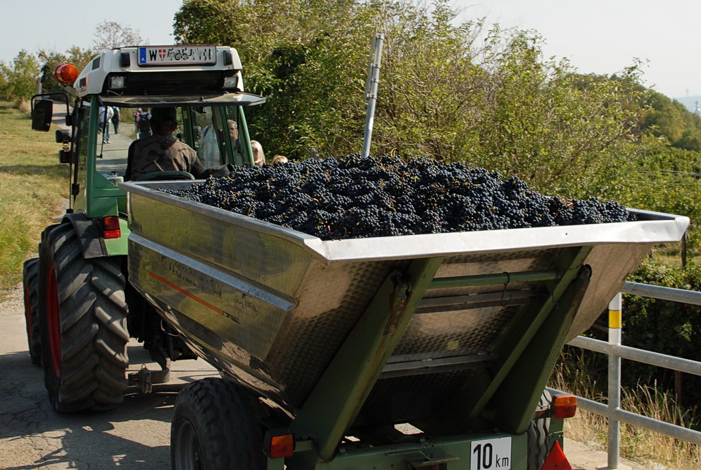 Weinwandertag 12