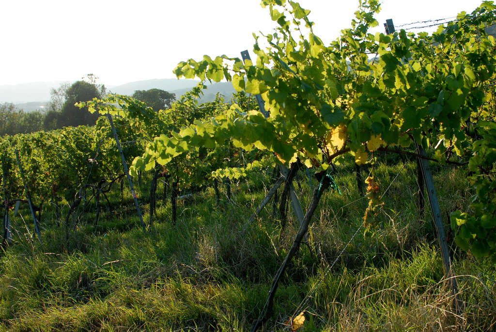 Weinwandertag 27