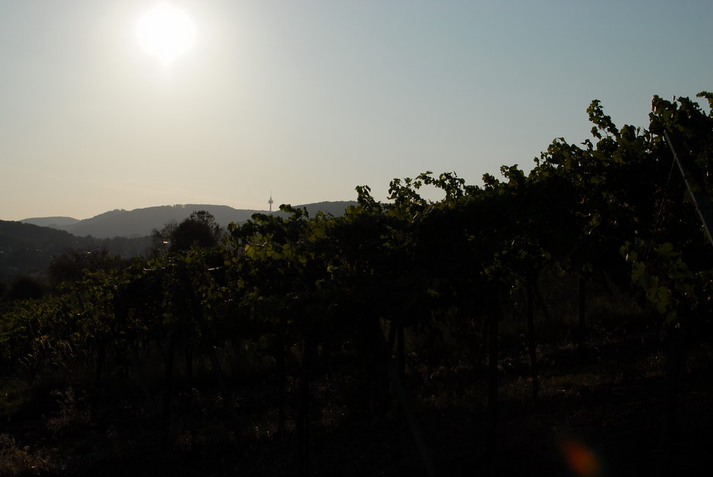Weinwandertag 29