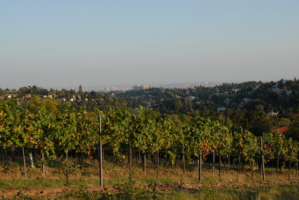 Weinwandertag 30