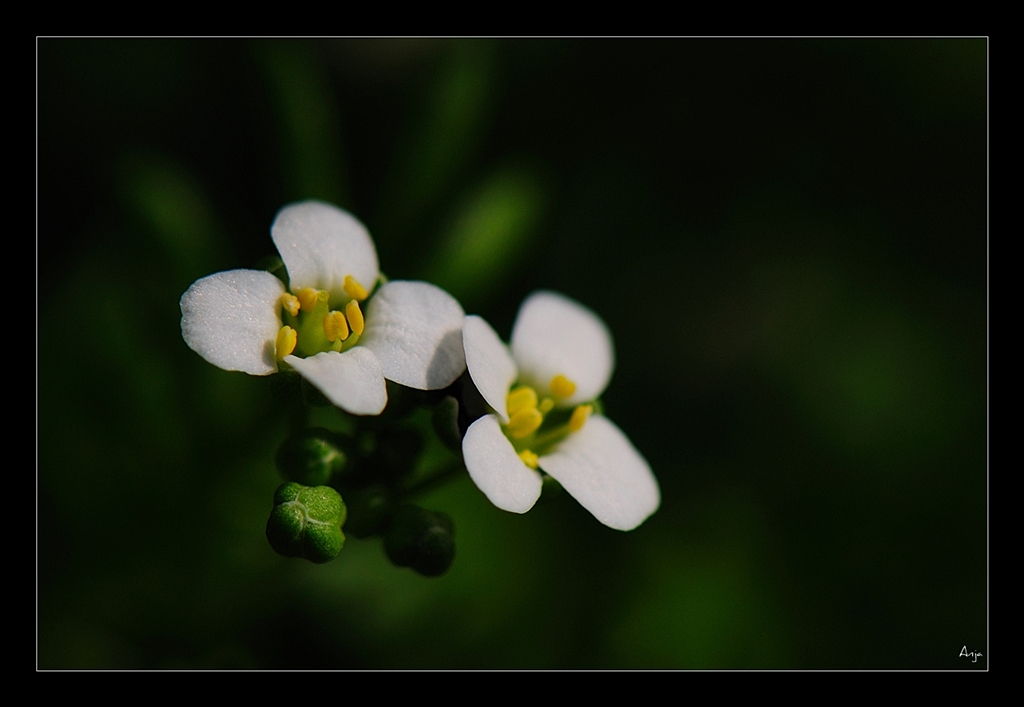 weisse Blümchen