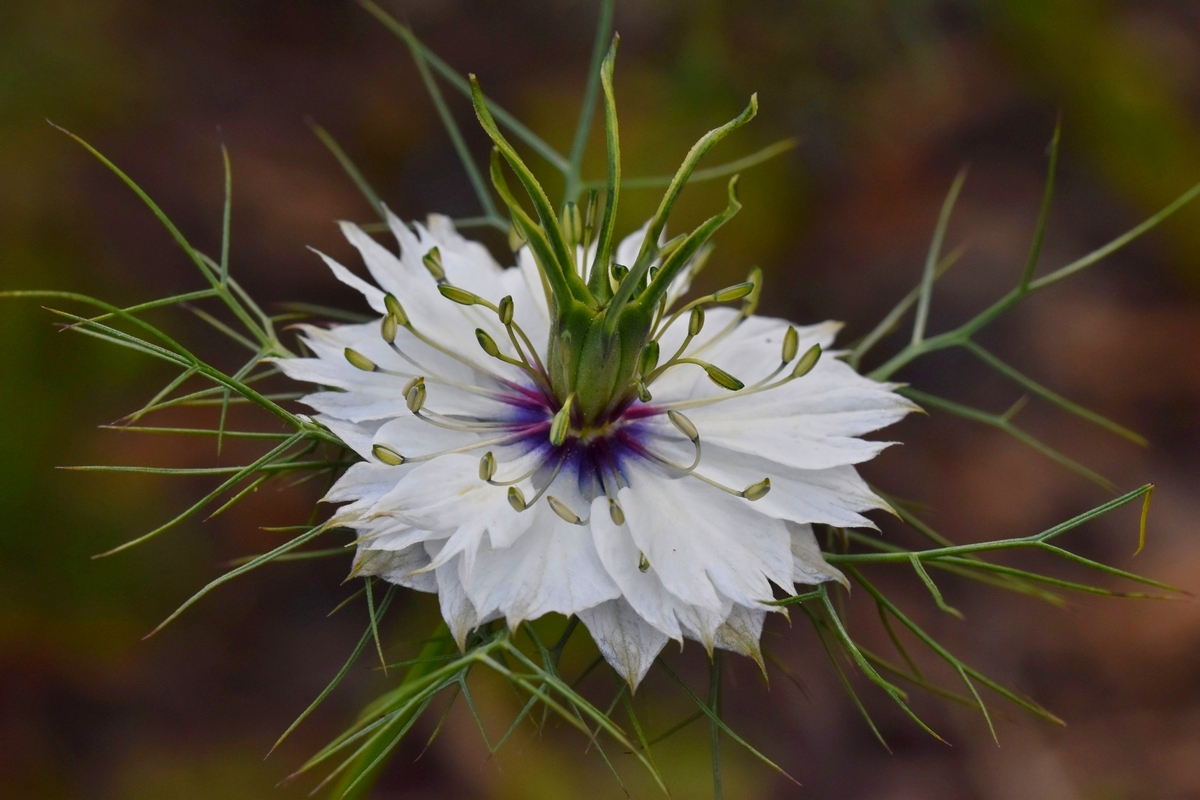 Weisse (?) Blume