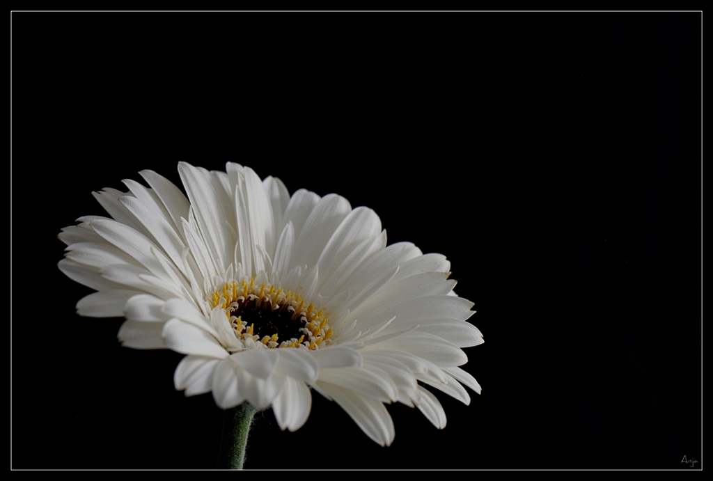 weisse Gerbera