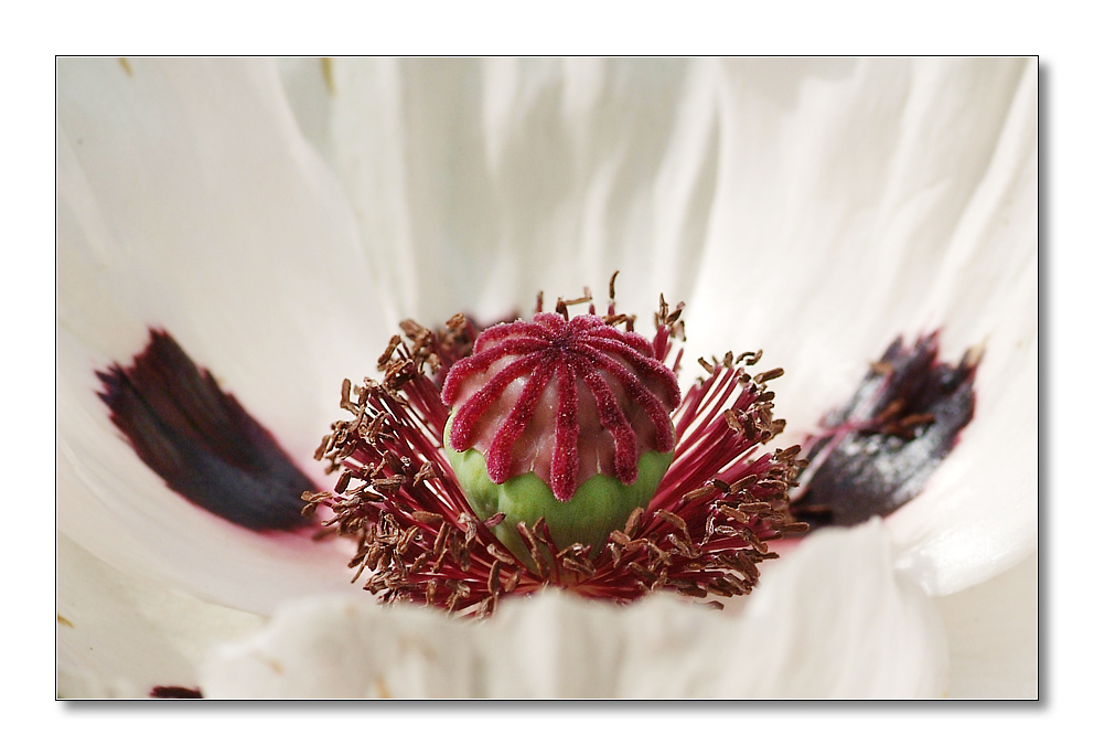 weisser mohn